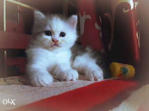 Adorable persian kitten.2 Month old.Toilet trained