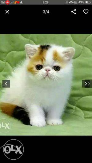 All sweet and healthy pure Persian colour kittens