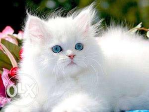 All types of persian cat available Contact me for