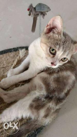 American Shorthair Female cat for sale