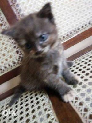 Beatiful Persian kitten female for sale cat pets