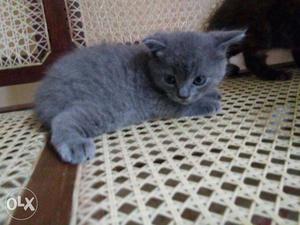 Beatiful male Persian cat for sale pets
