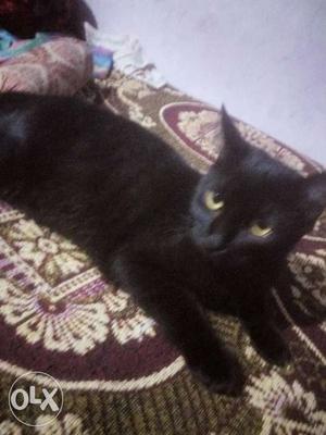 Black cross breed Persian cat