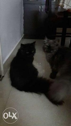 Black persian cat available for sale nly for 