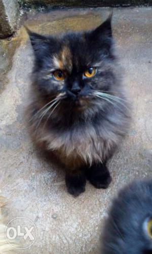 Brown, Orange, And Black Calico Persian Cat