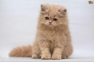 Brown pure persian kitten for sale