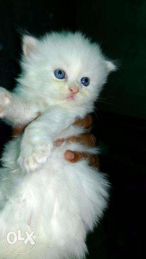 Cat original breed contact soon number in add