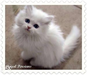 Cute persian kittens for sale