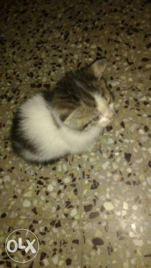 Dual coat persian kitten 1 month old. dewormed and injected