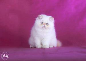 Extreme punch persian female long hair kitten available