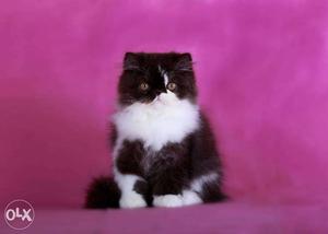 Extreme punch persian long hair male kitten available