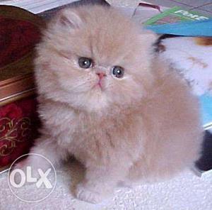 Fawn colour female persian kittens available very