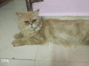 Fawn colour semi punch female cat 2 time birth in