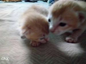 Golden colour kitten 1month old Interested people please