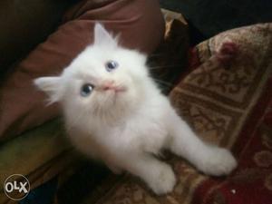 Good quality doll face Persian available in