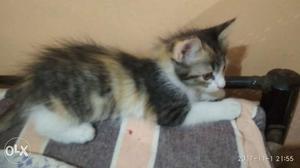 Hurry for this Persian doll face cat 2 months old