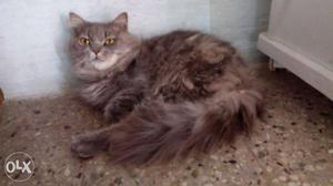 Long-fur Grey Cat