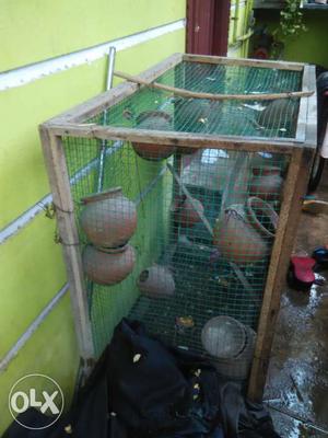 Love Birds cage (3 × 3 feet)