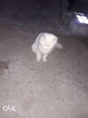 Male and female 6 monts Persian cat dol face