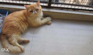 Male persian cat for sale