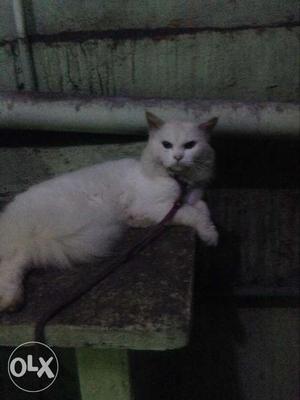 Male white persian cat for sale its Free