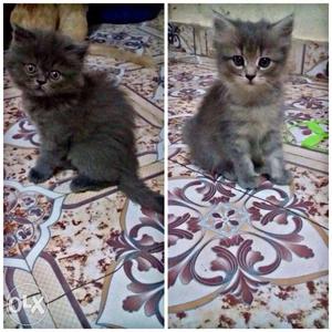 Name = Shimba Age = 2month Version = Male. 2)