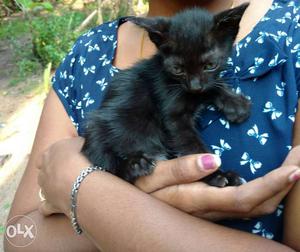 One month old female Black Kitten