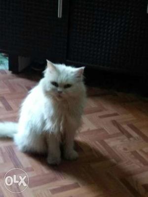 Parsian Cat Female 1year old