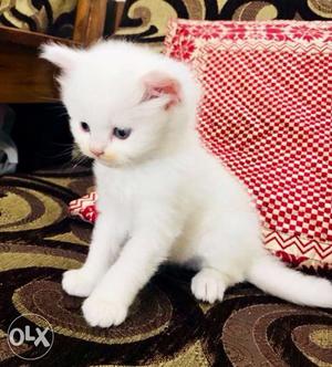 Persian cat/kitten semi punched 45 days old