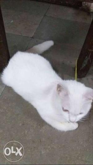 Persian himaliyan cross breed cat white colour