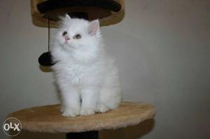 Persian kitten available here healthy n litter