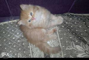 Persian kittens 60 days old genuine quality semi