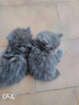 Persian kittens male and female