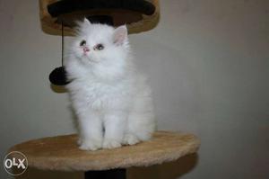 Presian kitten available i m home breeder litter