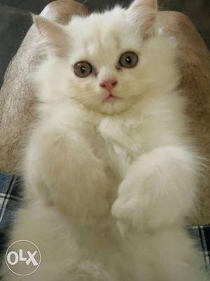 Pure Breed Persian Kittens 50 Days old only for