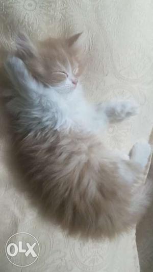 Pure breed persian male and female kittens.