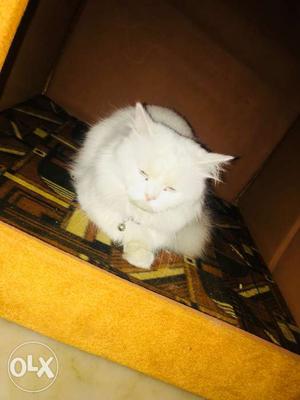 Pure white persian cat..long furr.. 11 month old... verry