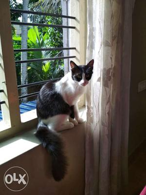 Semi Persian kitten. 1 black nd whites 2 months