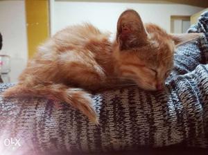 Short-fur Cute Male Orange Kitten