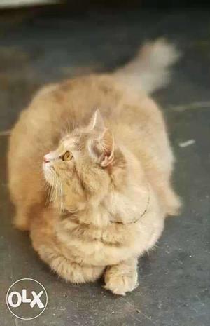 Siberian Persian Cat For Sell siberian female