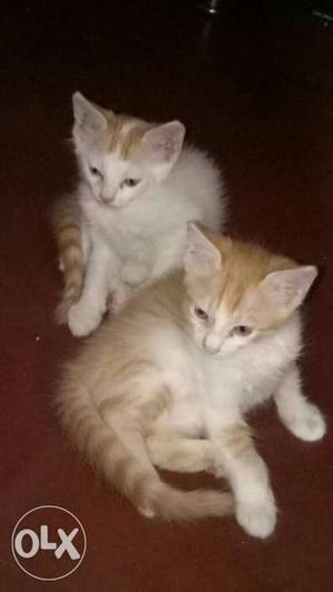 Two Orange And White Kitten
