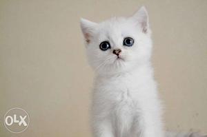 Very beautiful persian kitten for sale in noida