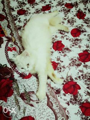 White Persian female Cat