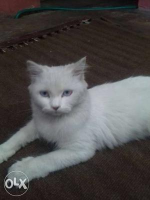White Russian Blue Cat