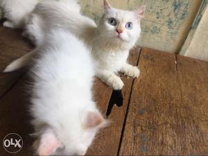 White Tabby Kitten