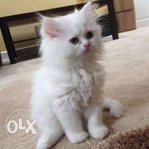 White male persian kitten active toilet trained
