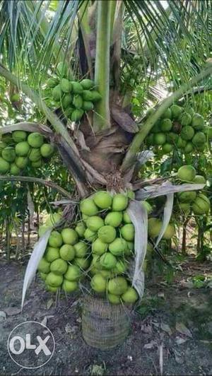 Malaysian hybrid coconut tree...free home