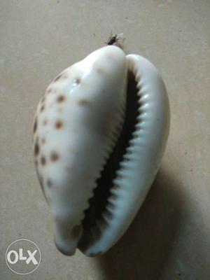 Shank last very very old sea shell all activities