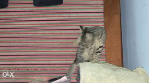 1.5 months old kitten only 1 left