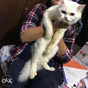 1.8 year old persian cat male, very loving